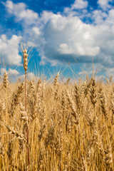 A wheat field, fresh crop of wheat
