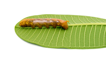 Caterpillar on white background