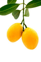 Marian plum fruit isolated on white background