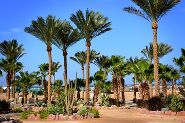 Fototapeta premium Palm trees on the shore of the Red Sea