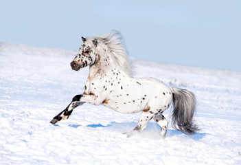 appaloosa pony runs free through the winter field - 80919784