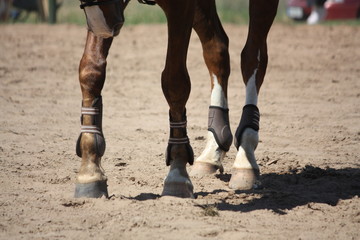 Close up of brown horse legs with boots