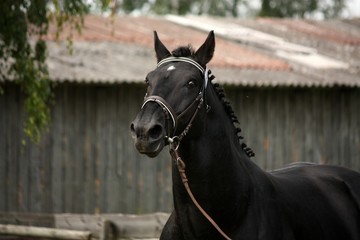 Black sport horse portrait with bridle