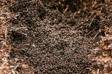 Background Of Red Ant Colony Formica Rufa