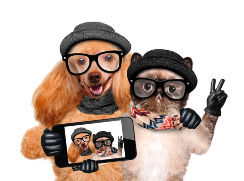 Dog with cat taking a selfie together with a smartphone.
