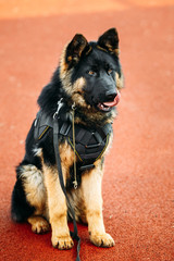 German Shepherd Dog Close Up