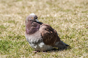 Obraz premium Rock feral pigeon dove closeup resting on winter grass meadow
