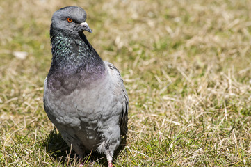 Rock feral pigeon dove closeup resting on winter grass meadow