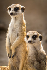The meerkat.