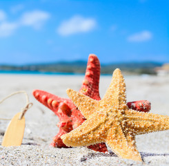 Fototapeta na wymiar starfish by the sea