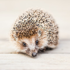 Small Funny Hedgehog On Wooden Floor