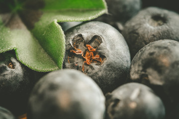 Leckere Blaubeeren