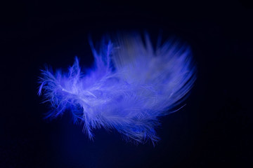 feather