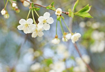 Soft spring apple blossom background