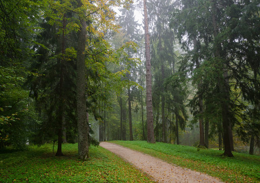 Early autumn forest after rain with mist