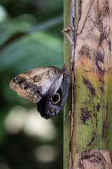 Achilles Morpho Butterfly