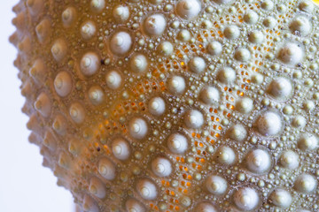 Esqueleto de erizo de mar