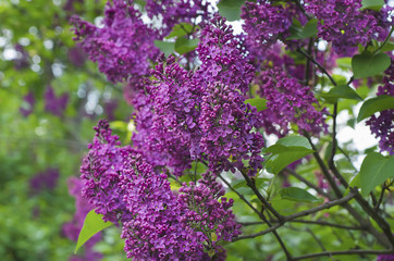Spring lilac flowers