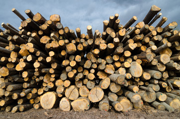 Pile of lumber on the lumberyard
