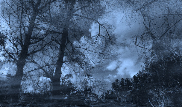 Fototapeta mystery forest