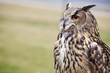 Store enrouleur occultant sans perçage Hibou Eagle Owl/An eagle owl