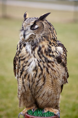 Eagle Owl/An eagle owl