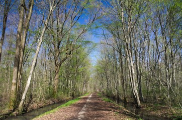 Deciduous plain wood in early spring