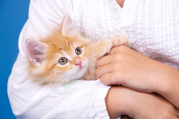 Katzenbaby liegt im Arm