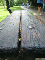 Bench in park