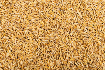 Naklejka premium oat grains