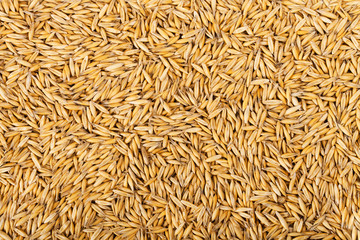 oat grains