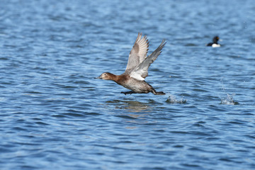 Common Pochard, Pochard, Aythya ferina