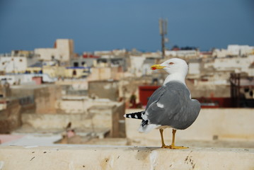 Vue sur la médina, Essaouira, Maroc