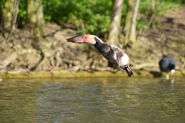 Red-crested Pochard, Netta rufina