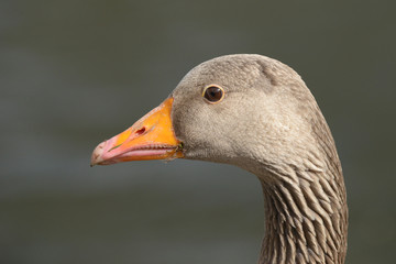Greylag Goose, Anser anser