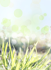 Fototapeta premium Spring background