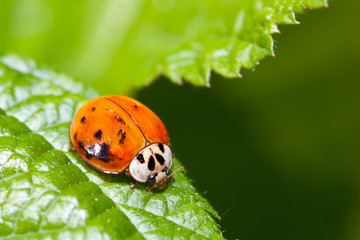 Coccinella