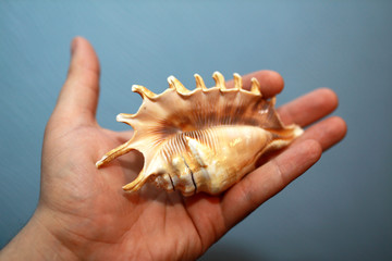 seashell