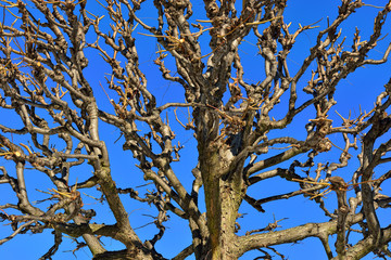 Top of the winter tree without leaves.