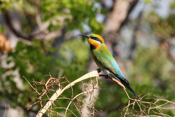 pajaro