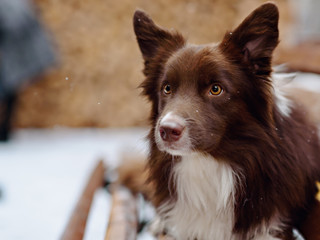 Border Collie dog perform tricks in the center of Moscow