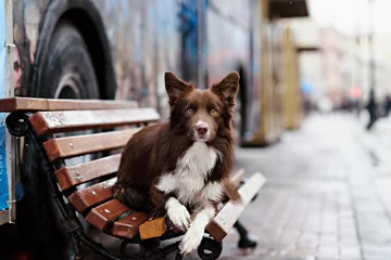 Fototapeten Border Collie Hund führt Tricks im Zentrum von Moskau aus © brusnikaphoto