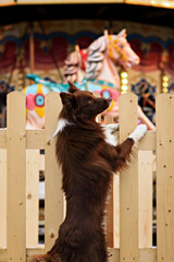 Border Collie dog perform tricks in the center of Moscow