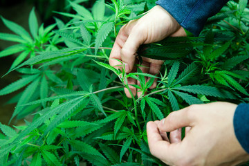 Medical marijuana farmer inspecting his crop