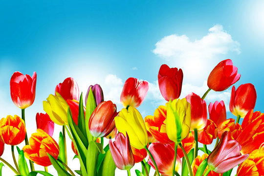 Spring flowers tulips on the background of blue sky with clouds
