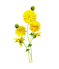 Dahlia flower isolated on white background