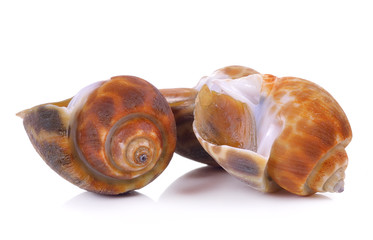 spotted babylon isolated on white background