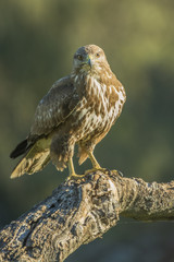 common buzzard