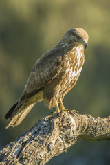 common buzzard