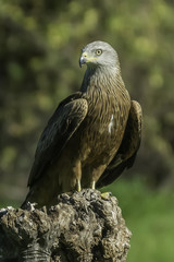 black kite